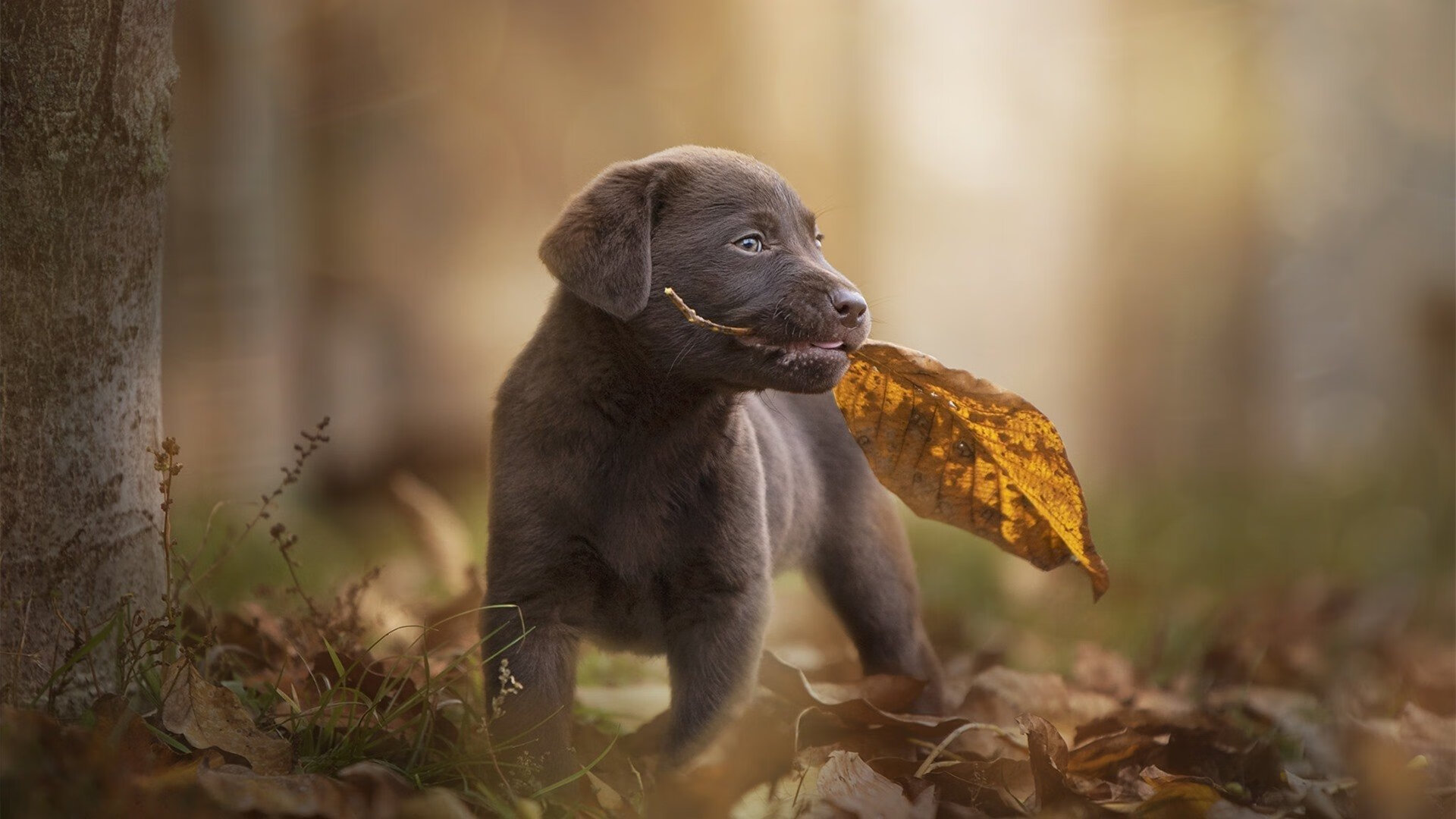 体育新闻中心发布体育创作者激励机制实施细则，体育撰稿人