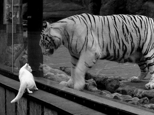 杨瀚森获得国内外媒体的高度评价，杨瀚森身高