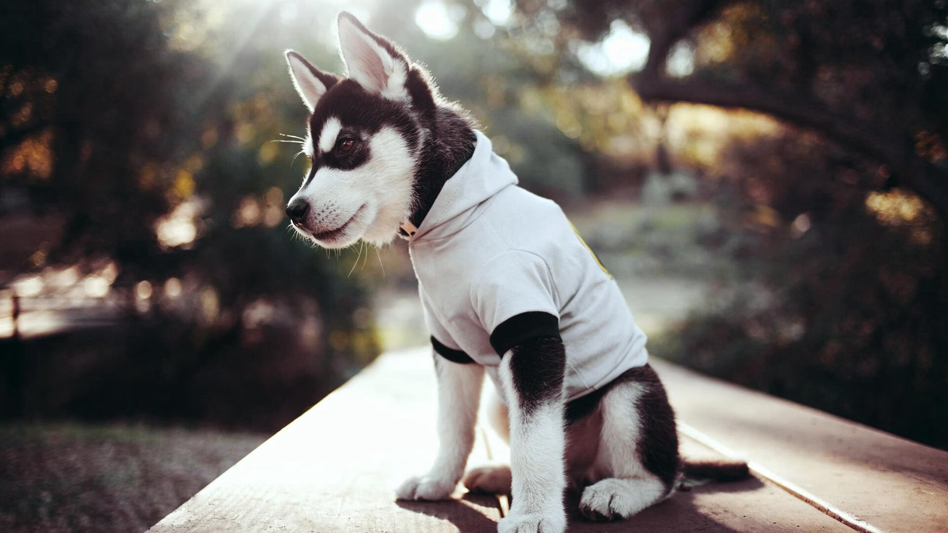 未来可期:中国香港队的崛起与发展蓝图