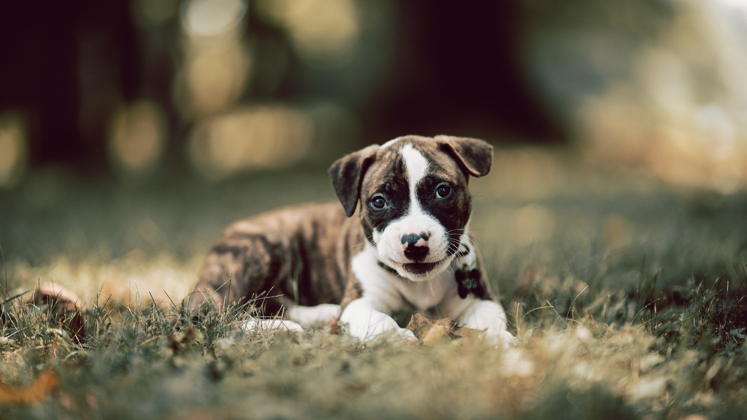 热刺控球占优提高射门转化率，热刺战术