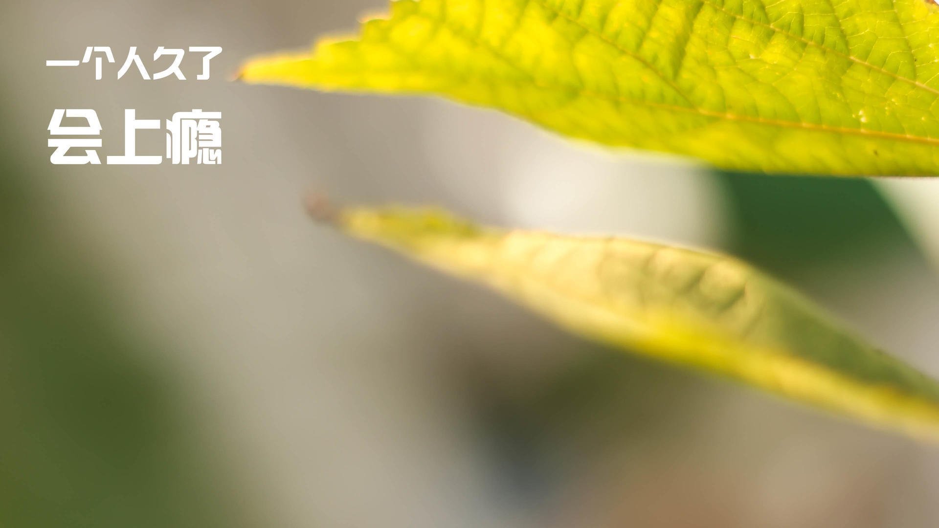 球队是否应建立针对节奏调整的应急战术模板，球队规定