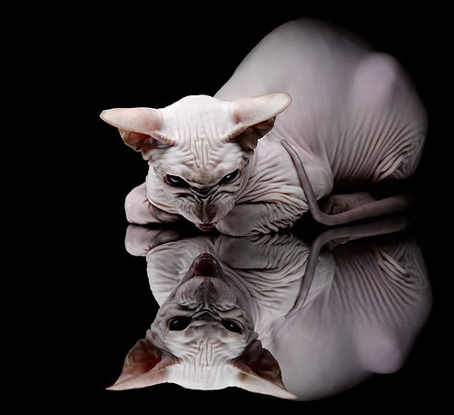 马术巡回赛总决赛广东站高手云集精彩纷呈，广东马术比赛