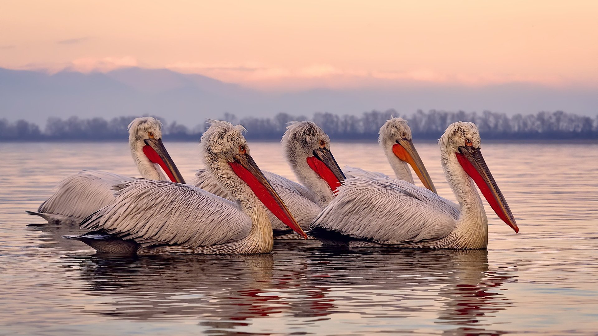 开云体育俱乐部官网-中国女排主帅解析排兵布阵逻辑，中国女排主任