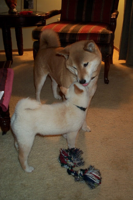 全黑队的每次进攻和防守都极具威胁，是橄榄球锦标赛中的顶尖球队