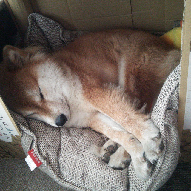 匈牙利男队再度闯入世锦赛决赛圈,匈牙利男队再度闯入世锦赛决赛圈视频