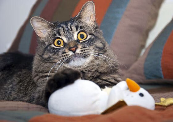 国王连续抢断打出五连快攻展现侵略性，国王5连败